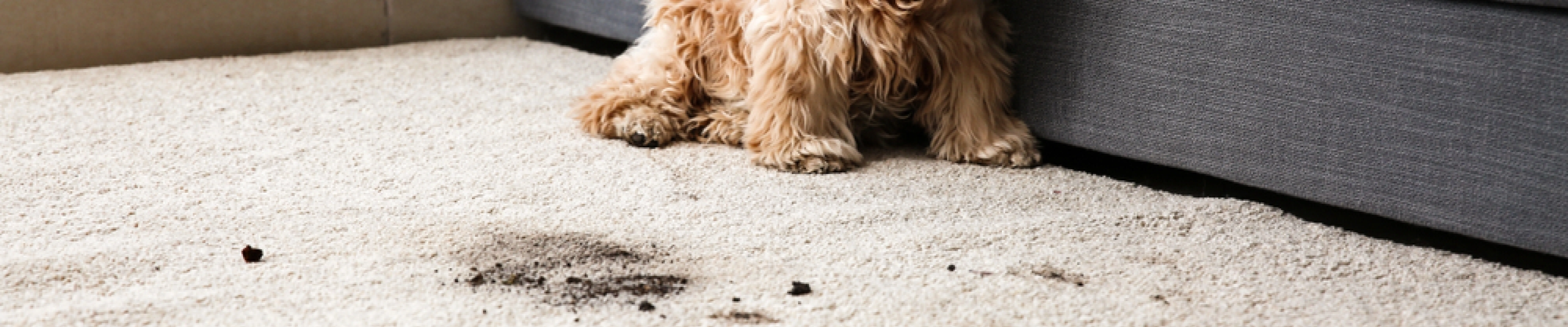 carpet cleaning in ny, carpet cleaner in ny, carpet cleaners in ny, carpet cleaners in ny, drapery cleaners in ny, carpet cleaning in ny, mattress cleaning in ny, mattress cleaners in ny, commercial carpet cleaning, commercial carpet cleaners in ny, ny rug cleaners, rug cleaning services in ny same day carpet cleaning, same day rug cleaning