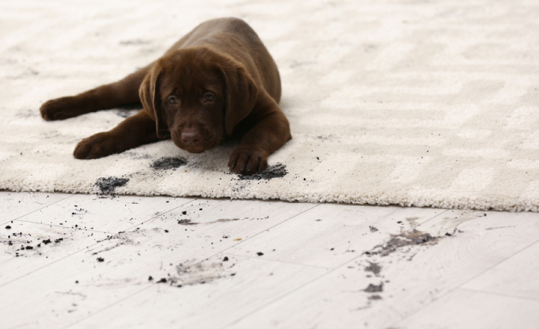 carpet cleaning in ny, carpet cleaner in ny, carpet cleaners in ny, carpet cleaners in ny, drapery cleaners in ny, carpet cleaning in ny, mattress cleaning in ny, mattress cleaners in ny, commercial carpet cleaning, commercial carpet cleaners in ny, ny rug cleaners, rug cleaning services in ny same day carpet cleaning, same day rug cleaning